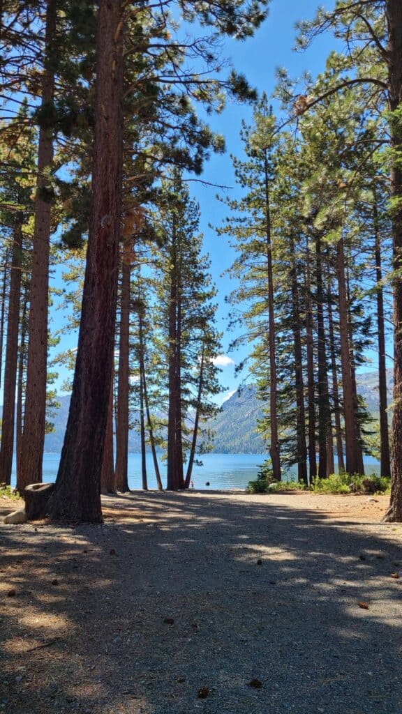 looking through the tall trees at fallen leaf lake and surrounding mountains.