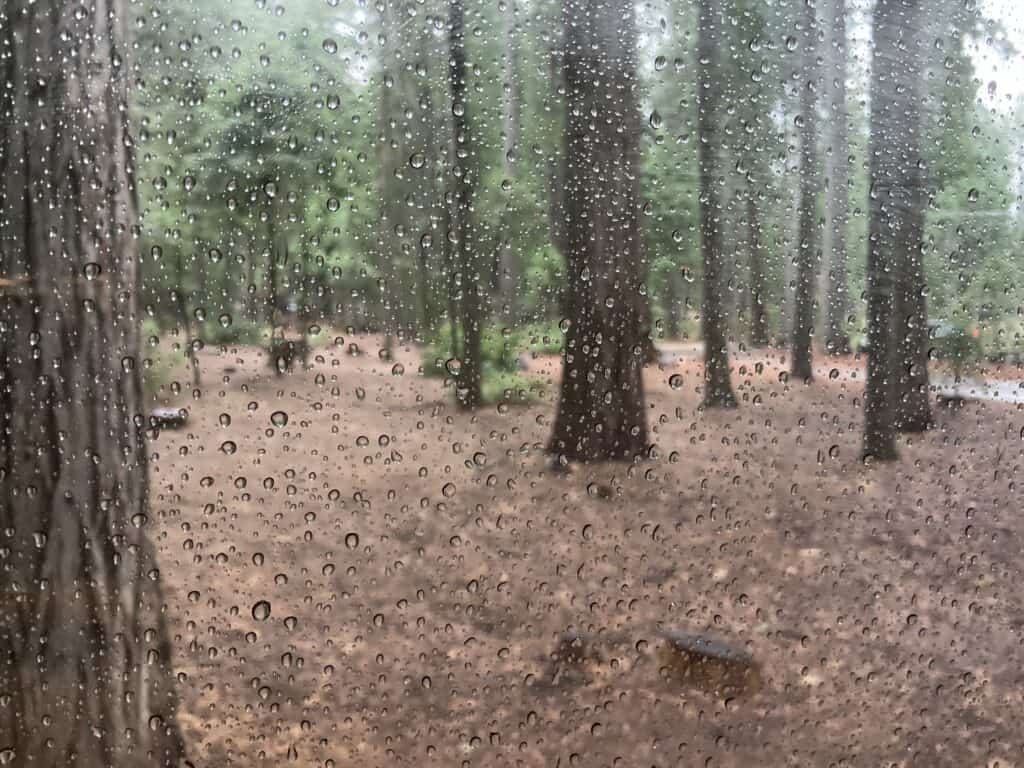 Looking out a raindrop covered side van window at the forest trees.