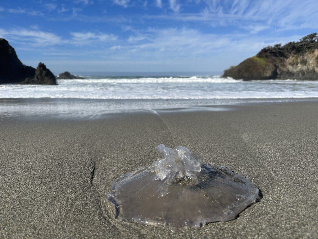 A jelly fish laying on the beach