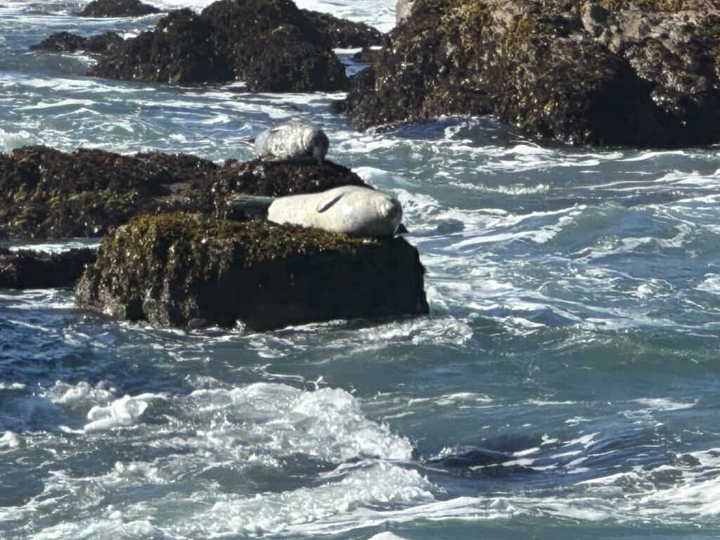 Two white seals laying on rocks