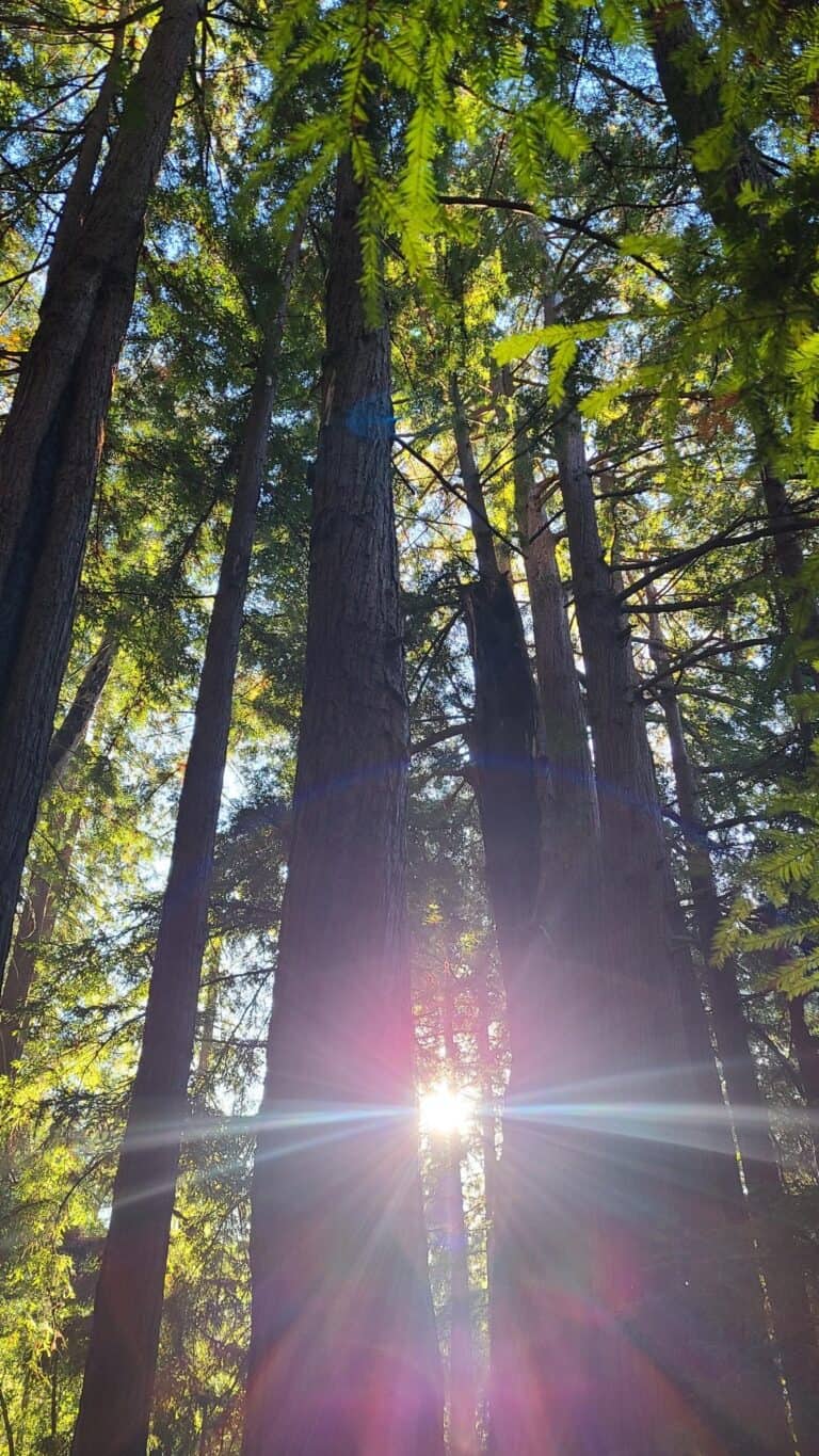 tall redwood trees with the sun shinning through