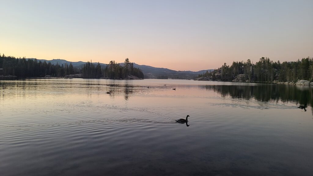 evening view of utica reservoir with geese in the water