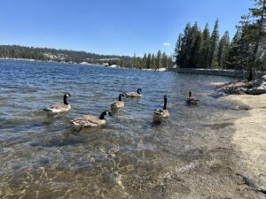 seven geese floating in utica reservoir