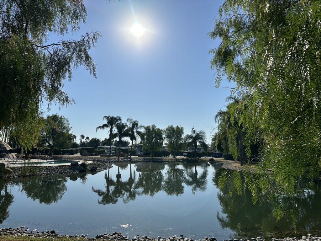 pond with palm tree reflections and the sun in the sky