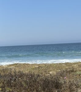 ocean with sand and plants in the foreground