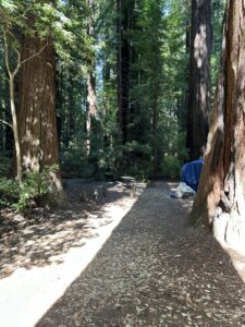 a shady campsite at swimmers delight campground