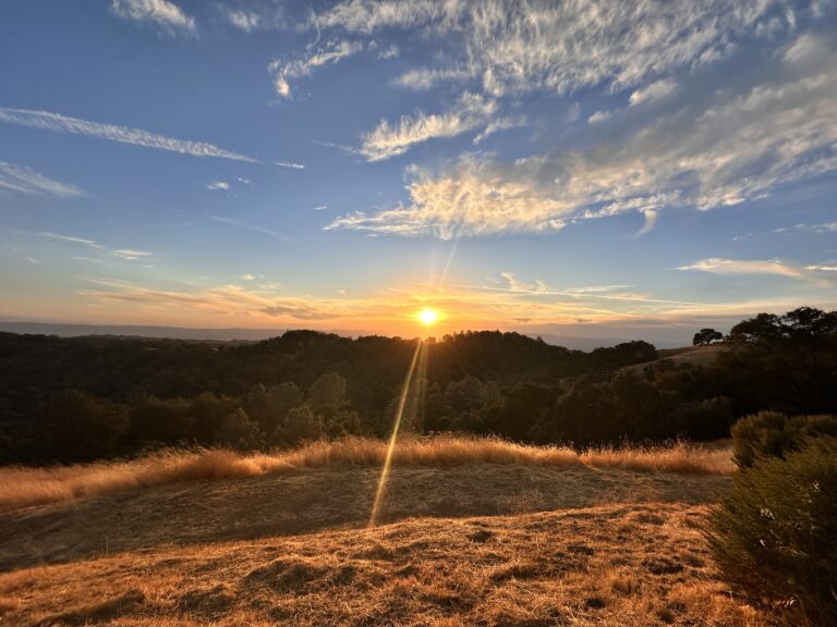 sunset with dried grass in the foreground