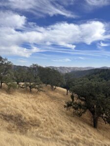 henry coe state park grass hillside